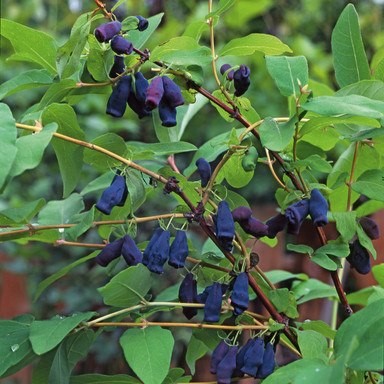 SIBIRSKA BOROVNICA