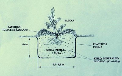 Navodila za sajenje ameriške borovnice